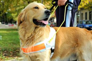 A guide dog
